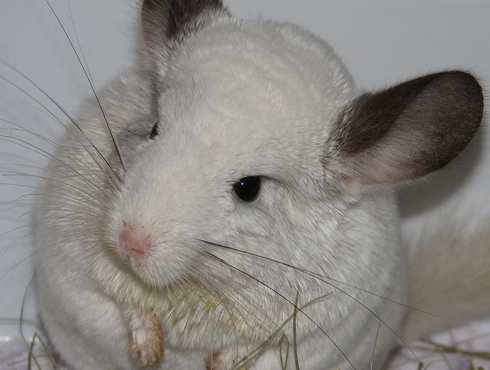 Le chinchilla