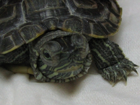 Les tortues aquatiques