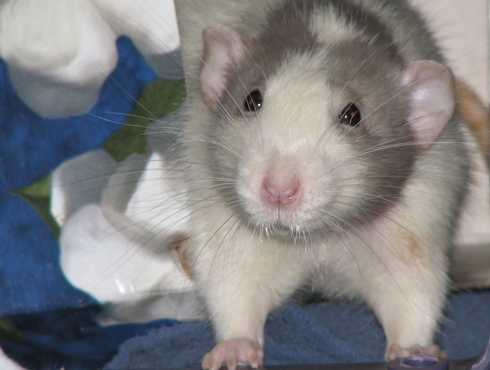 Le rat