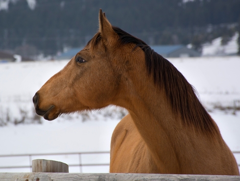 Le cheval