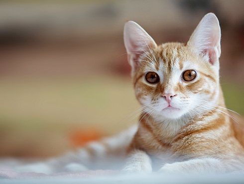 Le chat