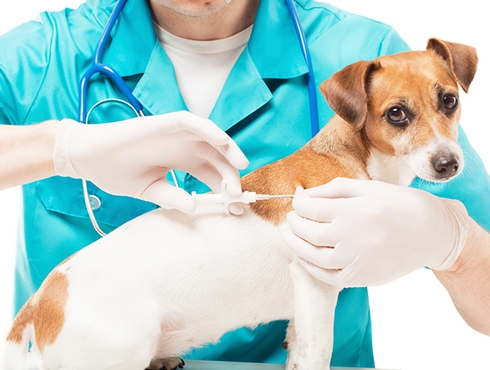 La micropuce : Pourquoi? Comment? Par qui?