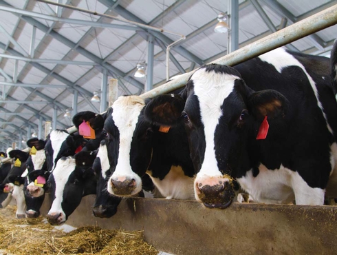 Les vaches laitières