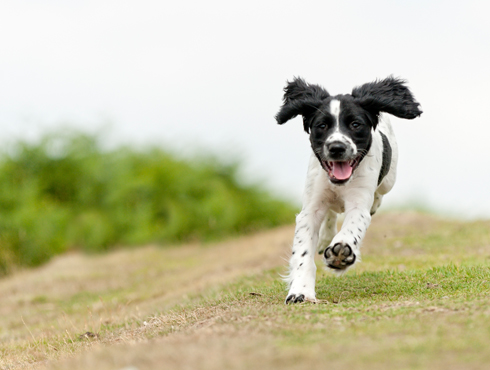 Allergies saisonnières, pourquoi mon chien se gratte-t-il au printemps?