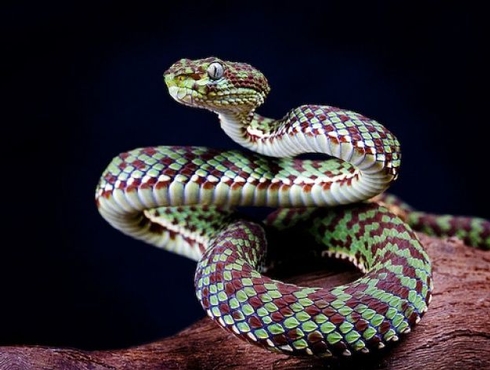 Une saine manipulation de votre reptile