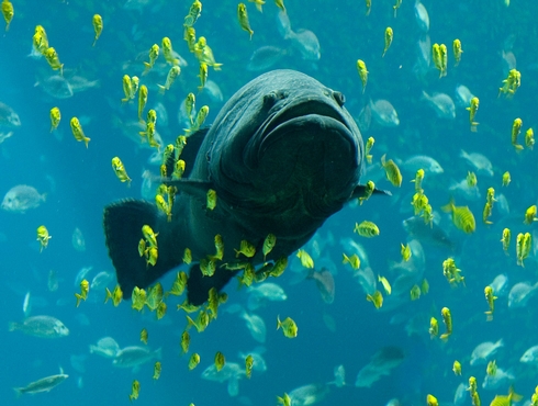 Manipulez-vous adéquatement vos poissons d’aquarium?