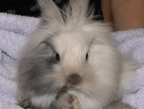 Le lapin