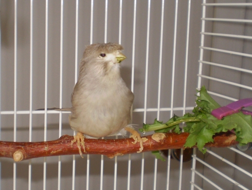 Le canari