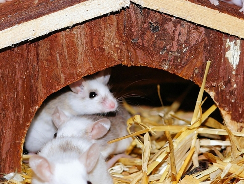 La souris domestique