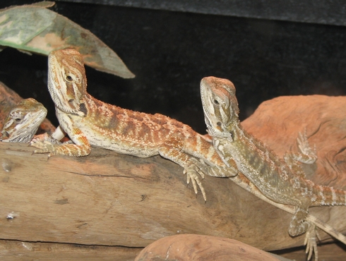 Les lézards