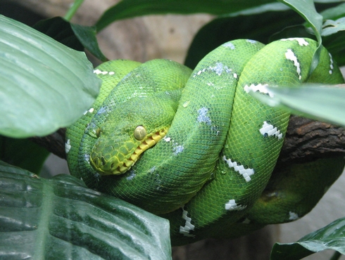 Le serpent