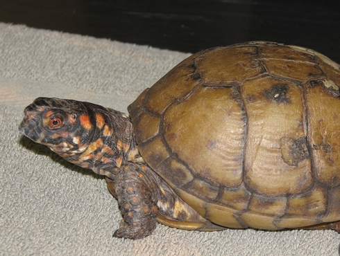 Les tortues terrestres