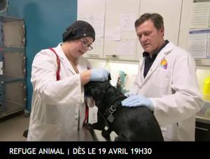 La réalité des refuges animaliers, bientôt sur vos écrans!