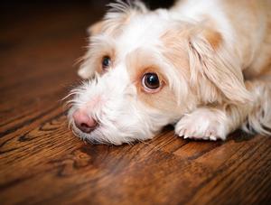 Propriétaires de chiens : attention au            « sucre-alcool »!