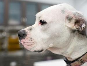 Assurance habitation : près d'un chien sur deux n'est pas déclaré