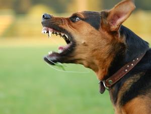 Le projet de loi sur les chiens dangereux sur la glace