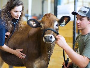 Fin du remboursement des visites vétérinaires : les éleveurs et les médecins vétérinaires praticiens sont inquiets