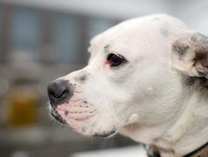 Règlement sur le contrôle des animaux de la Ville de Montréal - extension du délai pour enregistrer les chiens de type pitbull