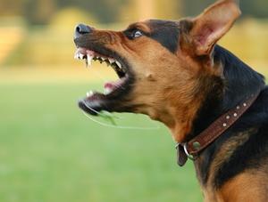 Morsures canines, la prévention et la responsabilisation sont de mise