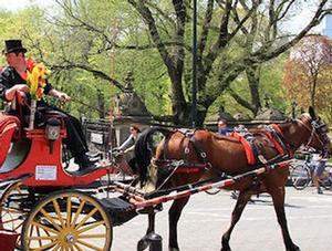Moratoire pour les calèches à Montréal : la situation évolue