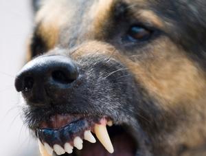 Chiens dangereux : Montréal et Québec annoncent leurs couleurs en matière de réglementation