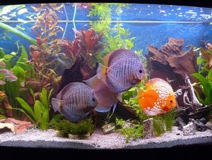 Manipulez-vous adéquatement vos poissons d’aquarium et leurs accessoires?