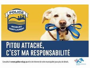 Campagne Pitou attaché, c'est ma responsabilité