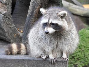 Opération de vaccination des animaux sauvages contre la rage du raton laveur en Montérégie et en Estrie