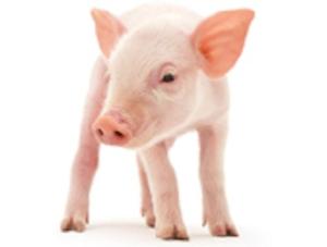 1,8 M$ de plus dans la recherche pour le porc