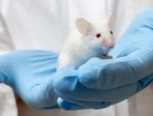 Bien-être des animaux de laboratoire - L’Ordre des médecins vétérinaires du Québec est sensible aux réactions du public