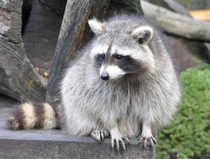 Opération de vaccination contre la rage du raton laveur