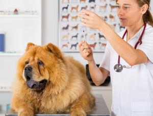 La Semaine de la vie animale bat son plein!