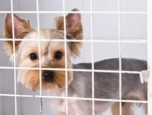 Une usine à chiots démantelée à Saint-Gabriel-de-Brandon