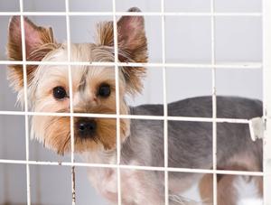 Une usine à chiots démantelée à Saint-Gabriel-de-Brandon - L’Ordre des médecins vétérinaires du Québec à l’origine de la dénonciation