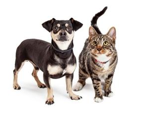 Votre animal a-t-il une bouche en santé?
