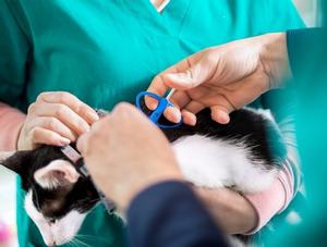 Ville de Québec - retour de la journée du micropuçage gratuit