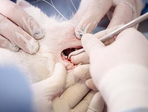 Février : mois de la santé buccodentaire !