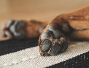 Pratique illégale de la médecine vétérinaire : Un homme reconnu coupable après avoir procédé à une amputation sur son chien