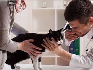 Semaine de la vie animale