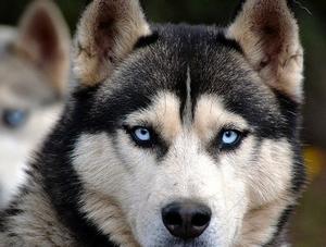 L'adoption de chiens du Nord-du-Québec