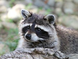 Signalez la présence d’animaux suspects!