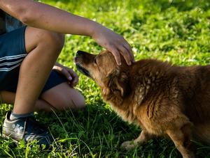 Formation sur l'évaluation de dangerosité canine ouverte au public