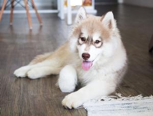 Avant d'adopter un chien du Nord : Renseignez-vous sur la rage.