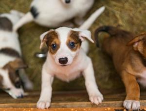 L'importation des chiens au Canada