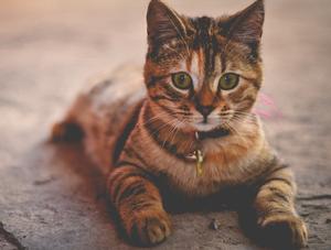 Une première : plus de la moitié des ménages du Québec possèdent désormais un chat ou un chien!
