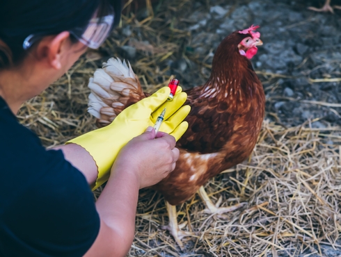 Influenza aviaire hautement pathogène H5N1 au Québec