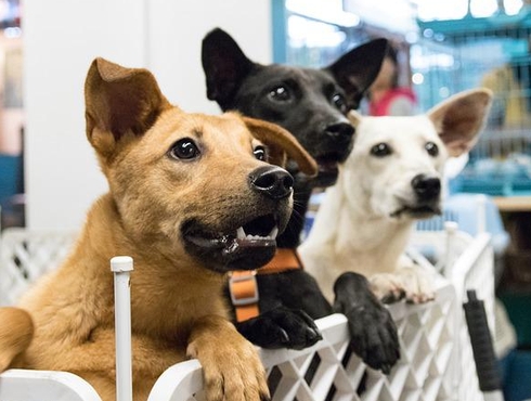 Rage canine : interdiction de l’ACIA concernant l’importation de chiens commerciaux