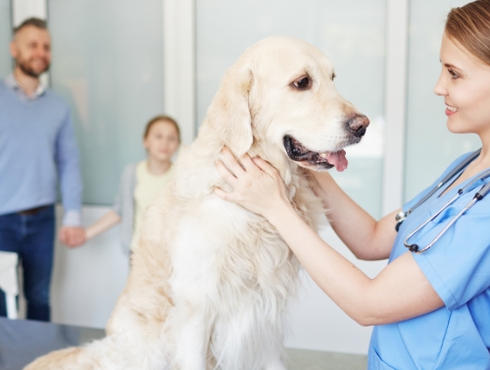 L’accessibilité aux services vétérinaires : une priorité pour l’Ordre!