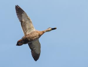 Influenza aviaire : vigilance maintenue