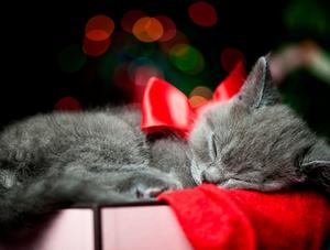 Offrir un animal de compagnie à Noël, un pensez-y-bien!